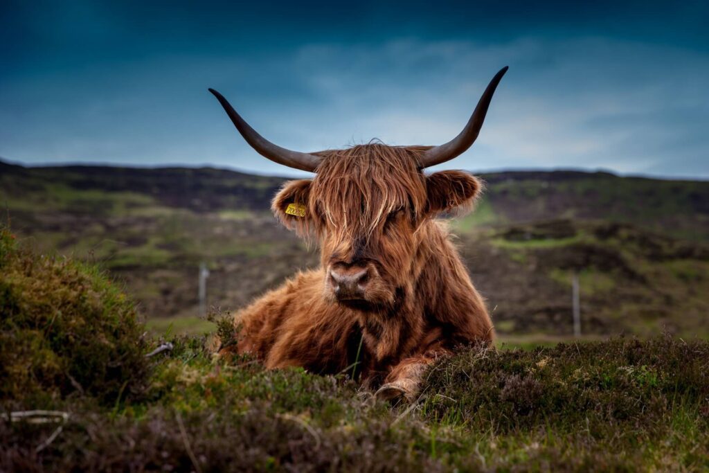 cattle scotland Byebycar highlands